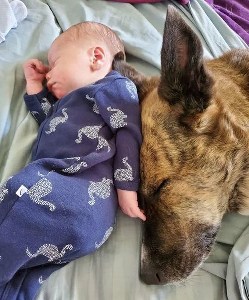 15張可以帶來(lái)歡樂的寵物照片